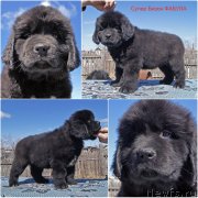 Превью фото № 235619