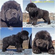 Превью фото № 235621