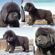 Превью фото № 235623