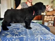 Превью фото № 235631