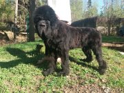 Превью фото № 235634