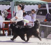 Превью фото № 235705