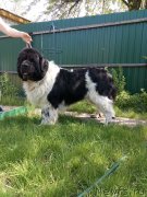 Превью фото № 235724