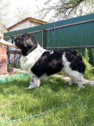 Превью фото № 235726