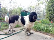 Превью фото № 235729