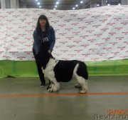 Превью фото № 235737