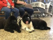 Превью фото № 235837