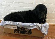 Превью фото № 235840