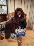 Превью фото № 235878