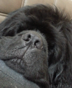 Превью фото № 235932