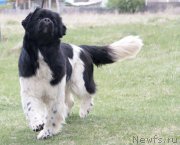 Превью фото № 235998