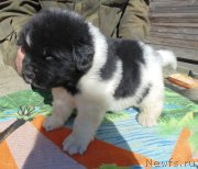 Превью фото № 236002