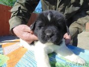 Превью фото № 236004