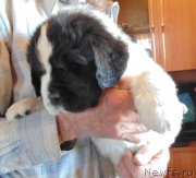 Превью фото № 236020