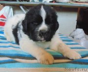 Превью фото № 236026