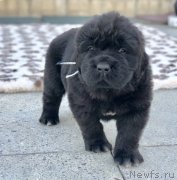 Превью фото № 236070