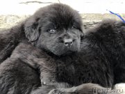 Превью фото № 236072