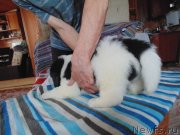 Превью фото № 236085