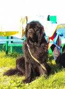 Превью фото № 236108