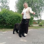 Превью фото № 236144