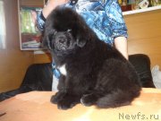 Превью фото № 236160