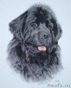 Превью фото № 236287