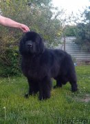 Превью фото № 236304