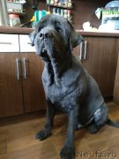 Превью фото № 236389