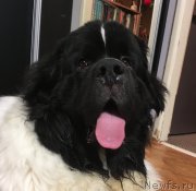 Превью фото № 236400