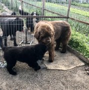 Превью фото № 236411