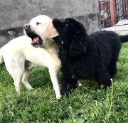 Превью фото № 236413