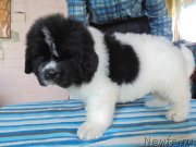 Превью фото № 236417