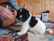 Превью фото № 236419