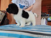 Превью фото № 236421