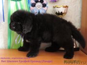 Превью фото № 236424