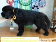 Превью фото № 236433