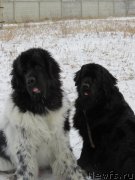 Превью фото № 236436