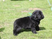 Превью фото № 236441