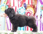 Превью фото № 236483