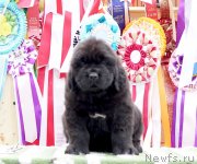 Превью фото № 236486