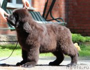 Превью фото № 236514