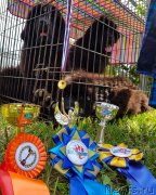 Превью фото № 236516