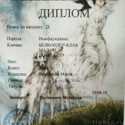 Превью фото № 236523