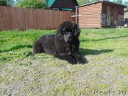 Превью фото № 236526