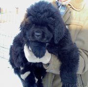 Превью фото № 236533