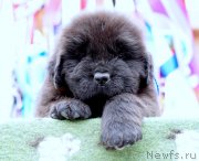 Превью фото № 236544