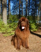 Превью фото № 236562