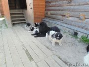 Превью фото № 236570