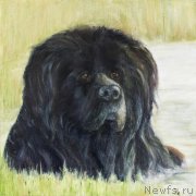 Превью фото № 236623