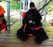 Превью фото № 236664